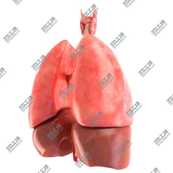 images/goods_img/20210312/Lungs animated/5.jpg